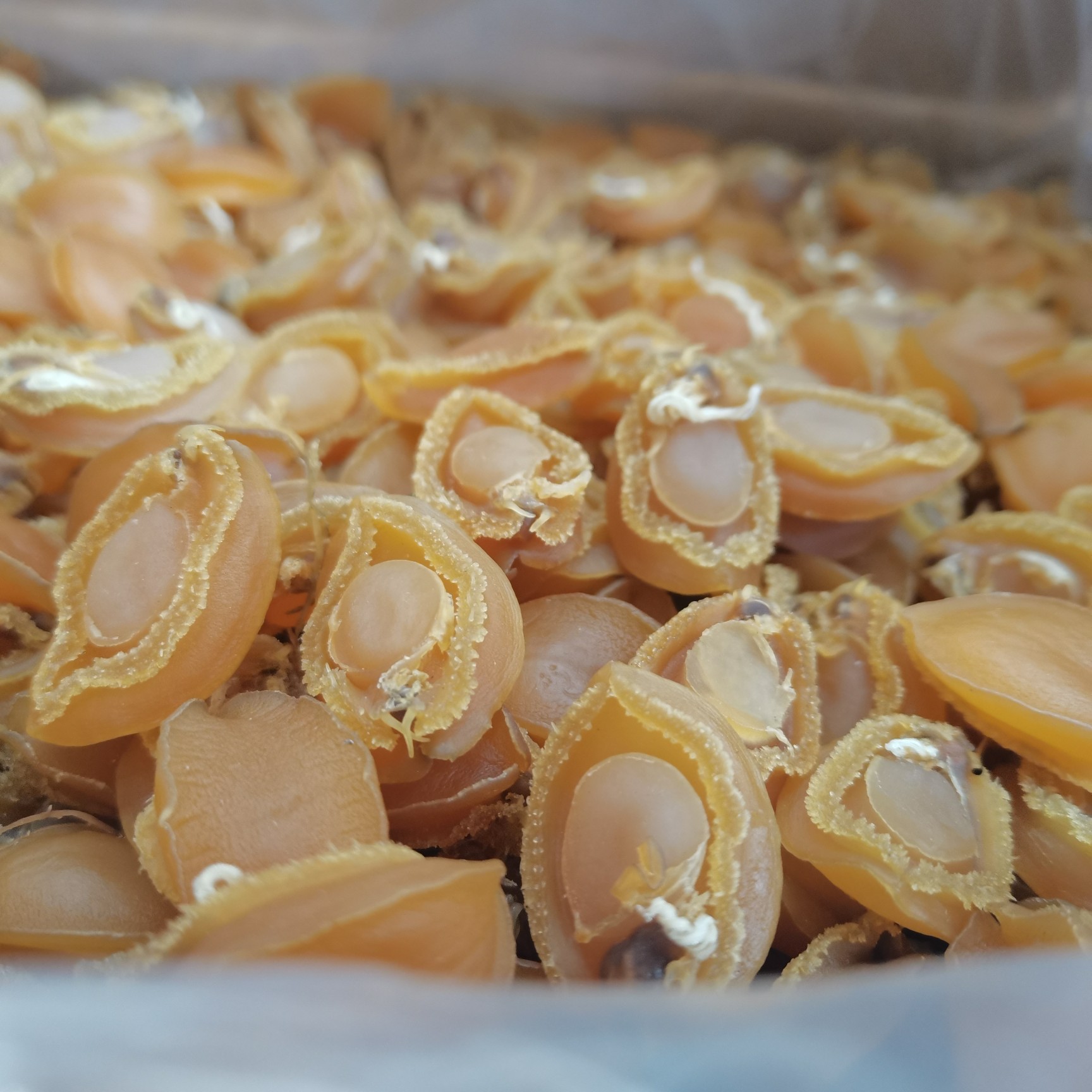 [鮑魚干批發]鮑魚干500g約40個淡干海味海產干貨煲湯營養滋補送禮養生
